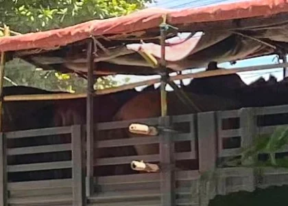 ယနေ့မေလ ၁၉ ရက်နေ့မှာ ဥသျှစ်ပင်မြို့ပေါ်ကိုရောက်လာတဲ့ စစ်ကောင်စီဝန်တင်လားများ